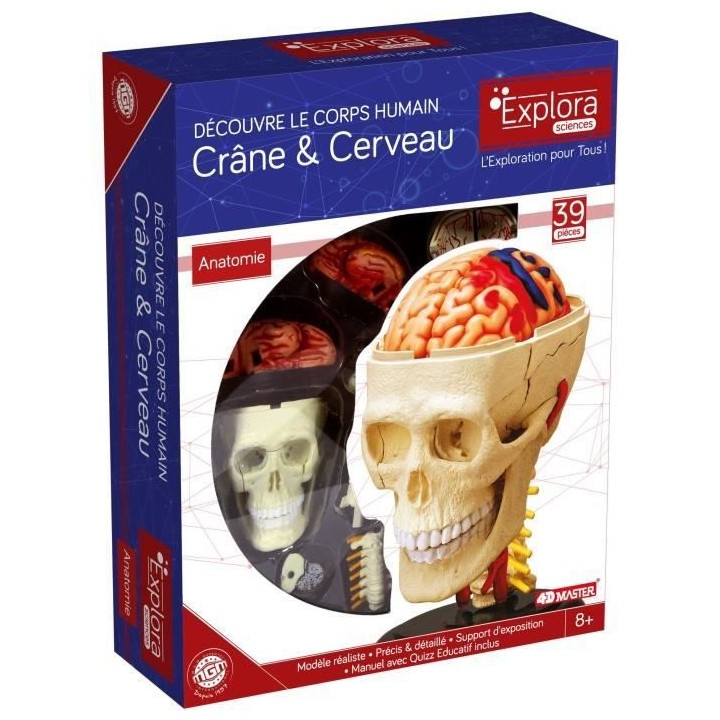 Anatomie crâne et cerveau - Expérience anatomie - Explora science -