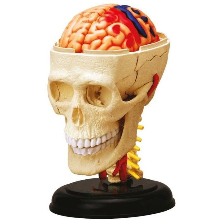 Anatomie crâne et cerveau - Expérience anatomie - Explora science -
