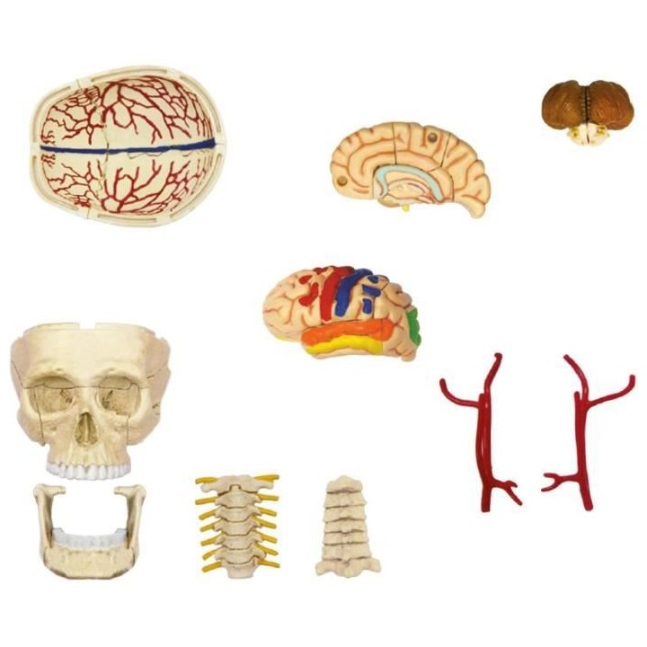 Anatomie crâne et cerveau - Expérience anatomie - Explora science -