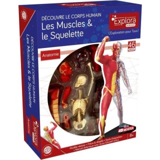 MGM - Explora - Anatomie squelette et muscles - Expérience anatomie