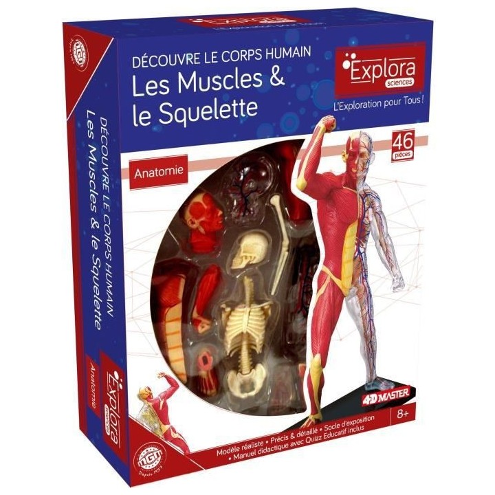 MGM - Explora - Anatomie squelette et muscles - Expérience anatomie