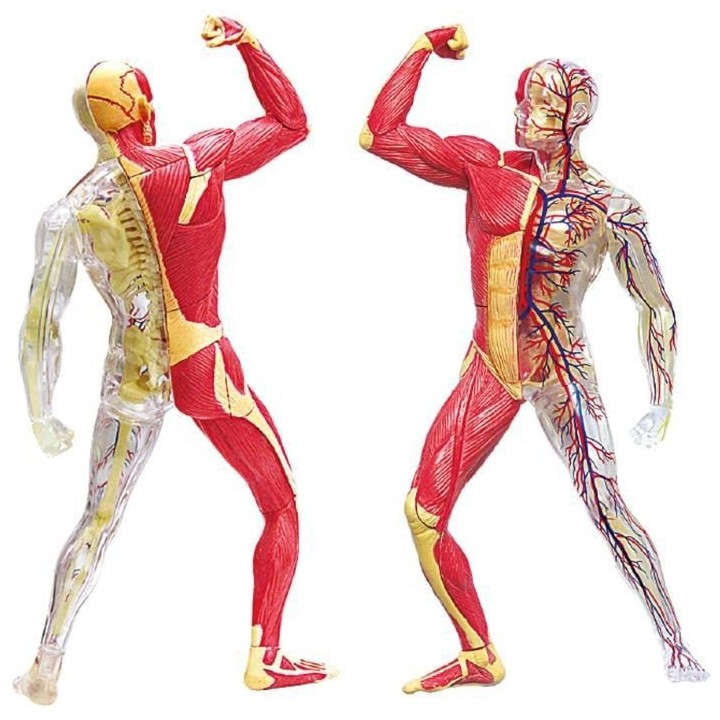 MGM - Explora - Anatomie squelette et muscles - Expérience anatomie
