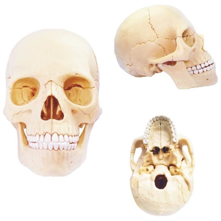 MGM - Explora - Anatomie crâne humain - Expérience anatomie