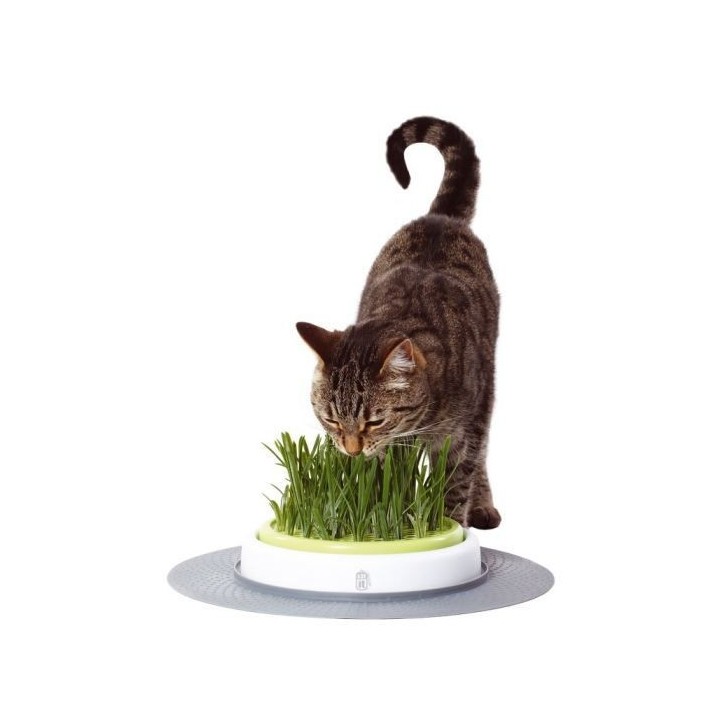CAT IT Jardin d'herbe a chat