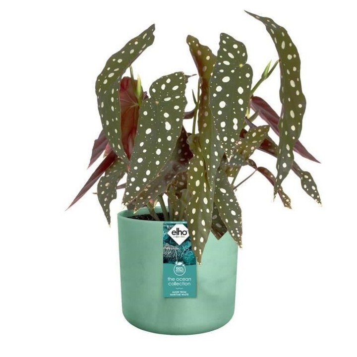 ELHO The Ocean Collection Pot de fleurs ronde 22 - Vert - Ø 22 x H 20