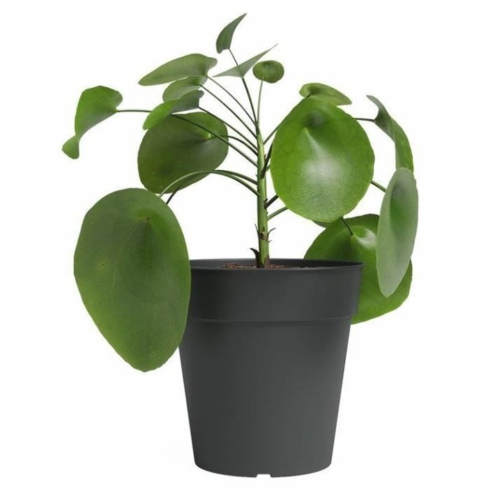 Pot de culture - ARTEVASI - MADAGASCAR - Anthracite - L50 x P50 x H47,