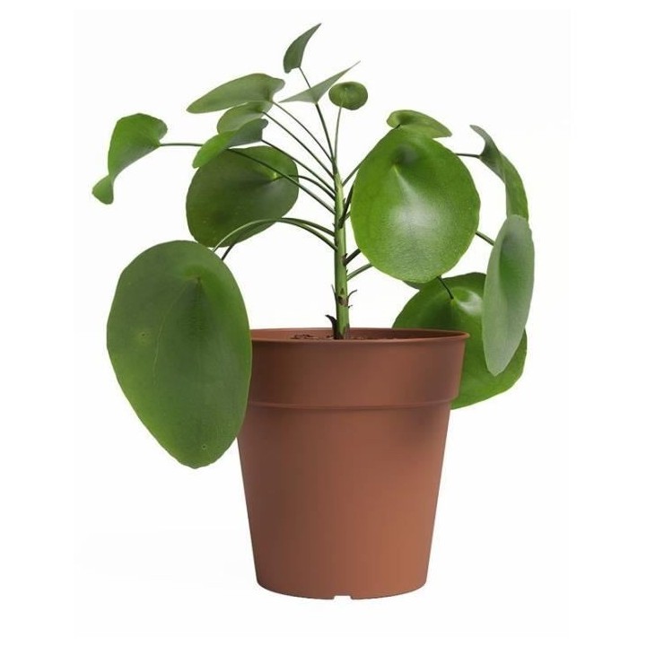 Pot de culture - ARTEVASI - MADAGASCAR - Terre cuite - L50 x P50 x H47