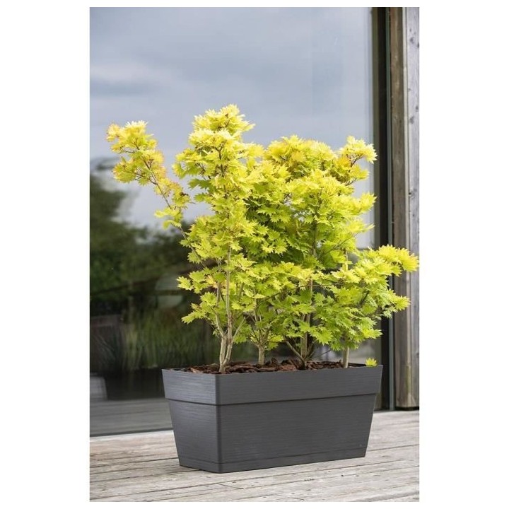 Jardiniere - DEROMA - Muret Save R - 75L - 79cm - Gris foncé