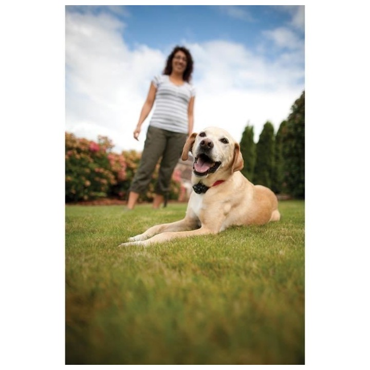 PetSafe - Systeme de Clôture Anti-fugue avec Fil pour Chien de plus 3