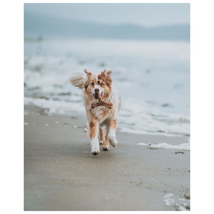 Benebone - Jouet os a macher pour chien adulte saveur bacon, Taille M