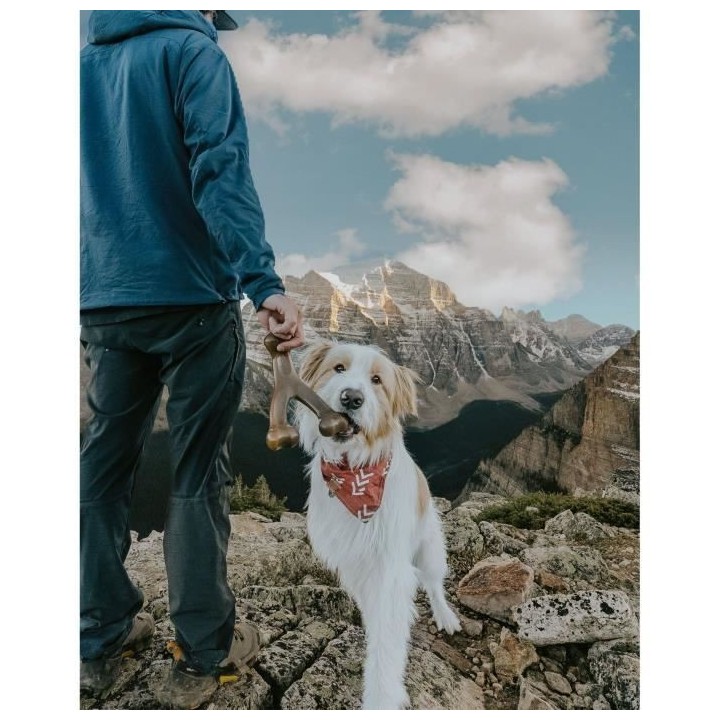 Benebone - Jouet os a macher pour chien adulte saveur bacon, Taille M