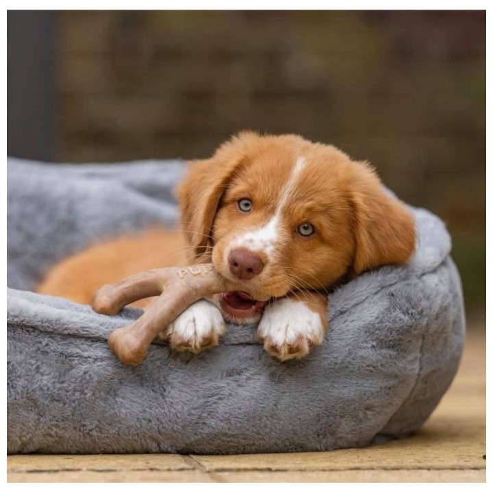 Benebone Jouets a mâcher pour chiots