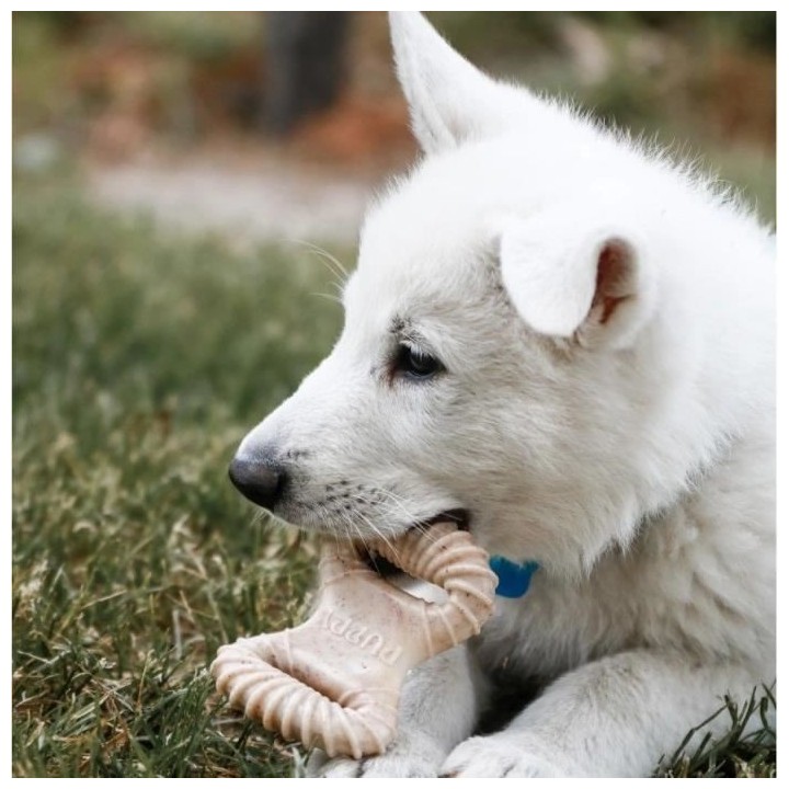 Benebone - Jouet a mâcher dentaire pour chiots Puppy 2-Pack Dental Ch