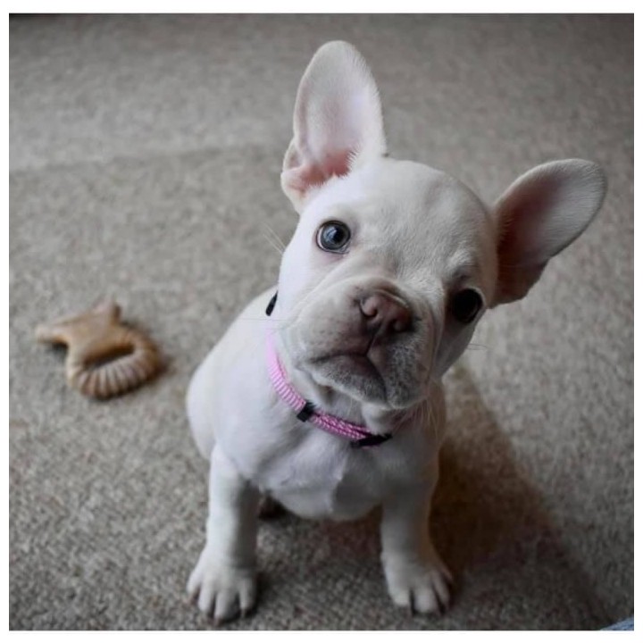 Benebone - Jouet a mâcher dentaire pour chiots Puppy 2-Pack Dental Ch