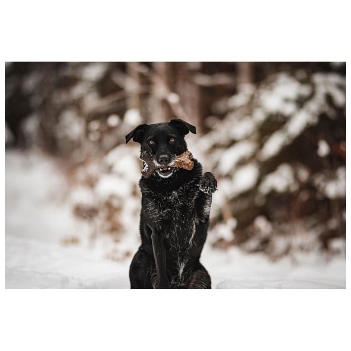Benebone Jouet bâton a mâcher pour chien adulte, Taille L, saveur ba