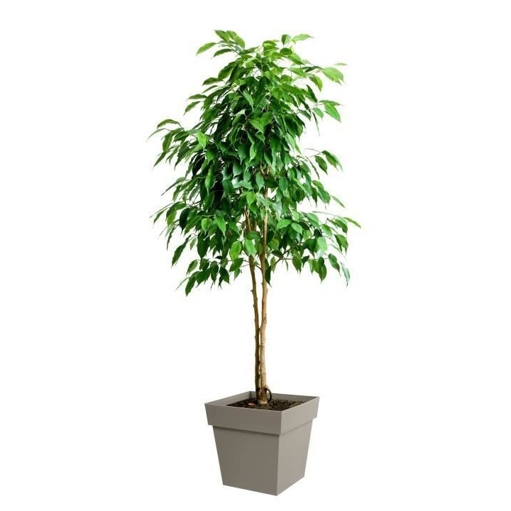 EDA Pot de fleur carré Toscane - 39 x 39 x H 39 cm - 38 L - Taupe