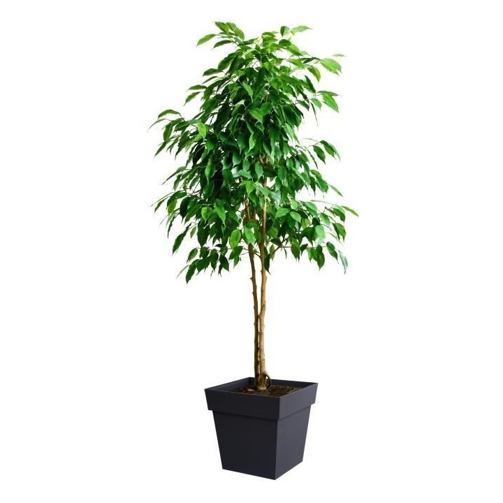 EDA Pot de fleur carré Toscane - 39 x 39 x H 39 cm - 38 L - Gris anth