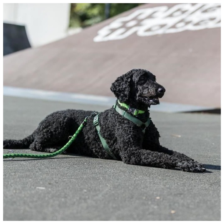 Laisse réglable TRIXIE Cavo - L–XL: 2m - ø 18 mm - Indigo et bleu