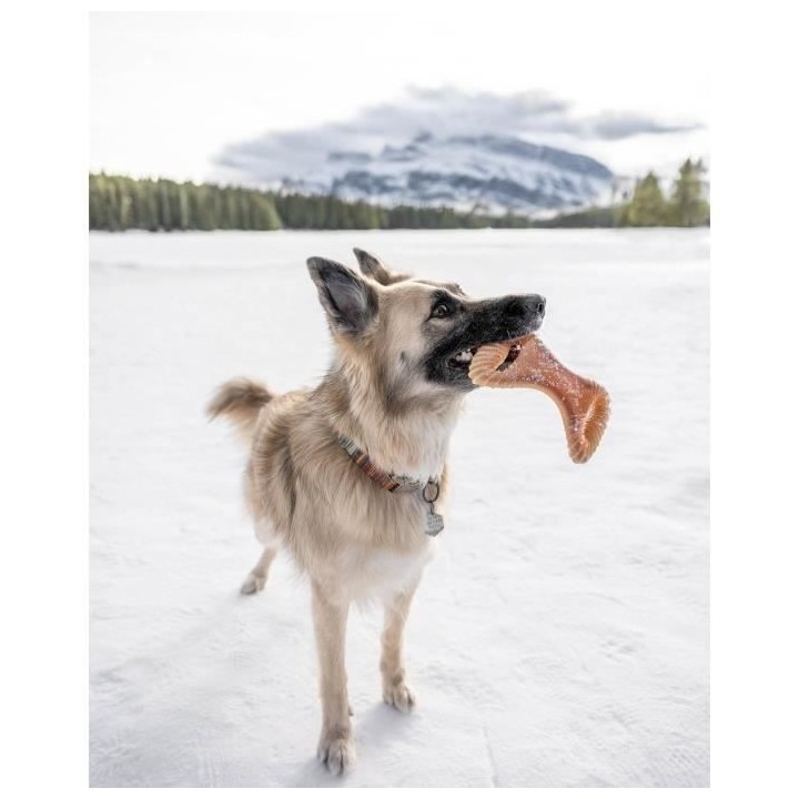 Benebone - Jouet a mâcher dentaire pour chien adulte, Taille M, saveu