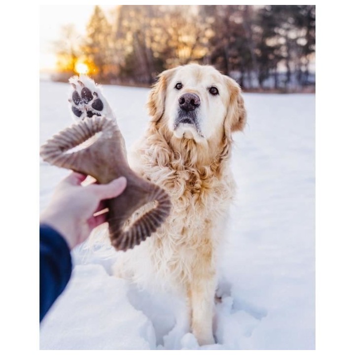 Benebone - Jouet a mâcher dentaire pour chien adulte, Taille M, saveu