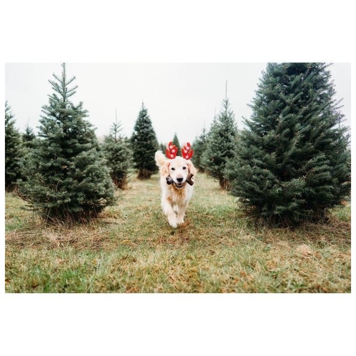 Benebone Jouet bâton a mâcher pour chien adulte, Taille S, saveur ba