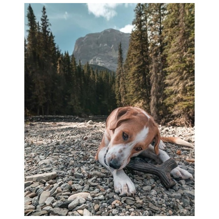 Benebone Jouet bâton a mâcher pour chien adulte, Taille S, saveur ba