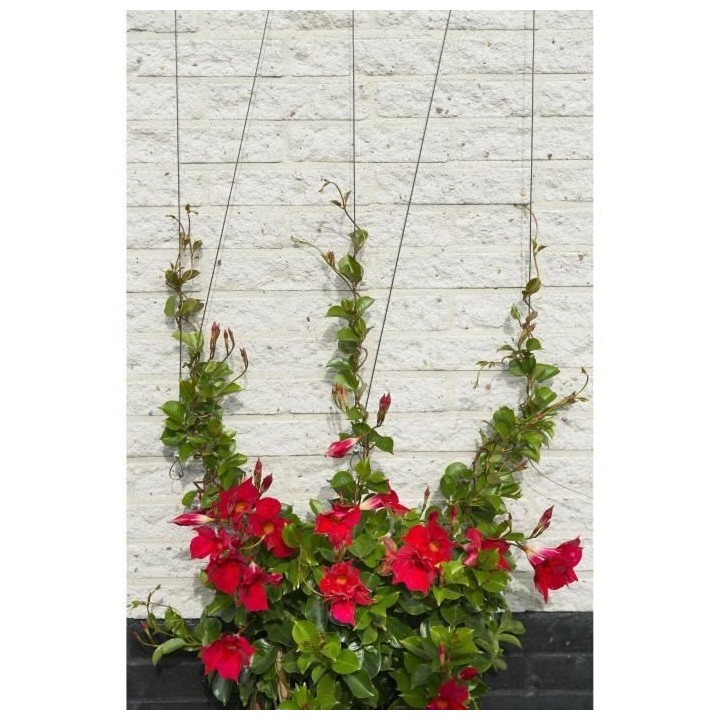 Treillis métallique - NATURE - Kit de palissage pour plantes grimpant