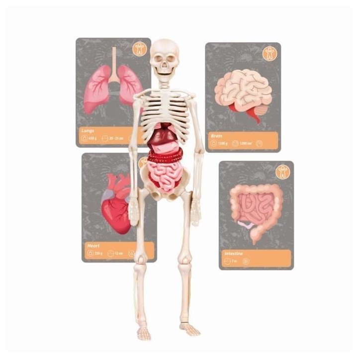 Clementoni - Sciences et jeu - L'histoire de la vie sur Terre - Réali