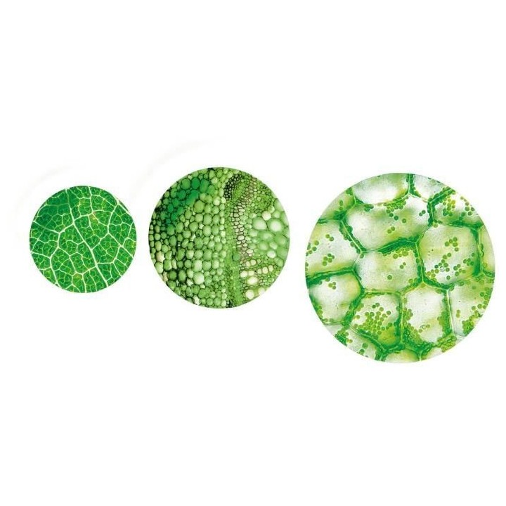 Clementoni - Sciences et Jeu - Super Microscope Professionnel - 8 ans