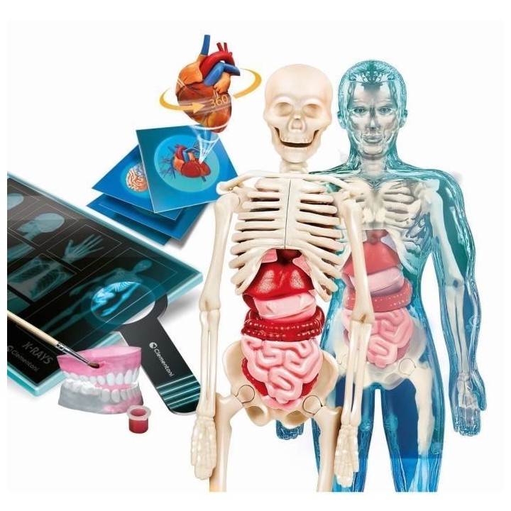 Clementoni - Coffret apprentissage de l'anatomie en 3D - Squelette, mo