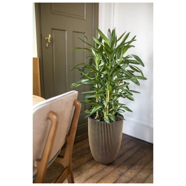 Capi Vase élégant Groove 34x46 cm Noir et doré 445494