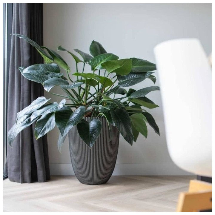 Capi Vase élégant Groove 46x58 cm Anthracite 445501