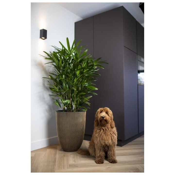 Capi Vase élégant Groove 46x58 cm Noir et doré 445495