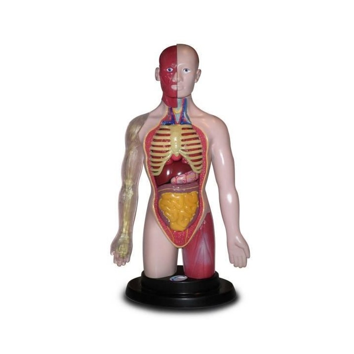 Corps Humain Jeu Educatif