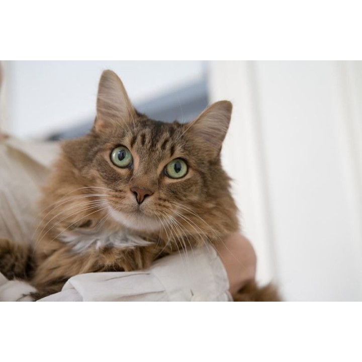 photo et carte imprimées ou numériques ou code SC Cadeau 1CREDIT  pour 4articles