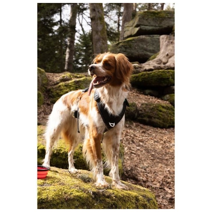 Harnais pour chien - SYMBIOZ - M - Noir / Bleu