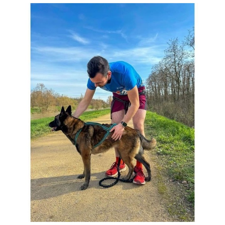 Harnais de traction pour chien - OLYMPIA - L - Type X-back - Bleu