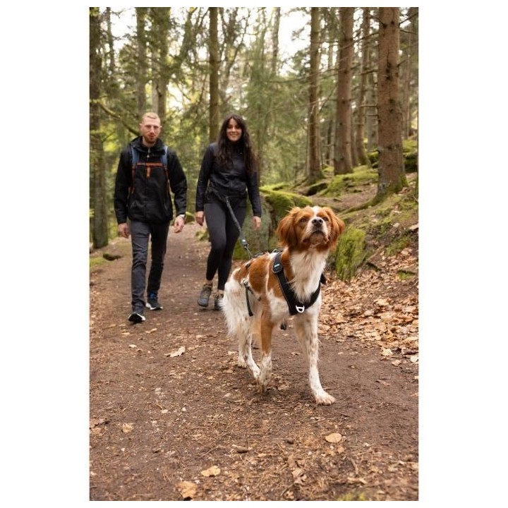 Harnais pour chien - SYMBIOZ - XS - Noir / Bleu