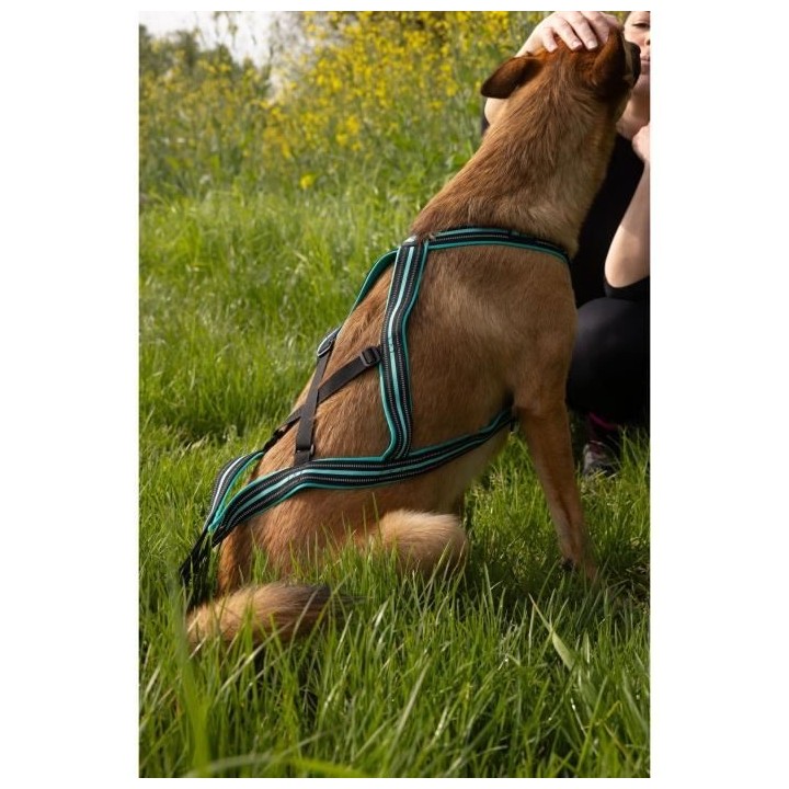 Harnais de traction pour chien - OLYMPIA - XL - Type X-back - Bleu
