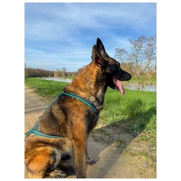 Harnais de traction pour chien - OLYMPIA - S - Type X-back - Bleu