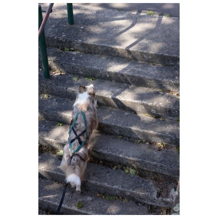 Harnais de traction pour chien - OLYMPIA - XXS - Type X-back - Bleu