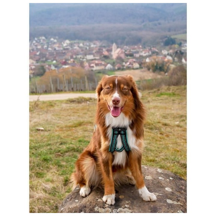 Harnais de traction pour chien - OLYMPIA - XXS - Type X-back - Bleu