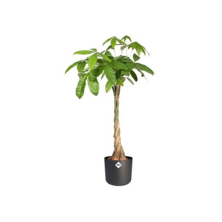 Pot De Fleurs Rond ELHO - b.for soft round - Plastique - Ø30 - Anthra