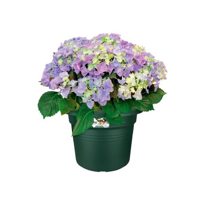 Elho Bac a fleurs Green Basics Cilinder 65 - Vert - Ø 64 x H 49 cm -