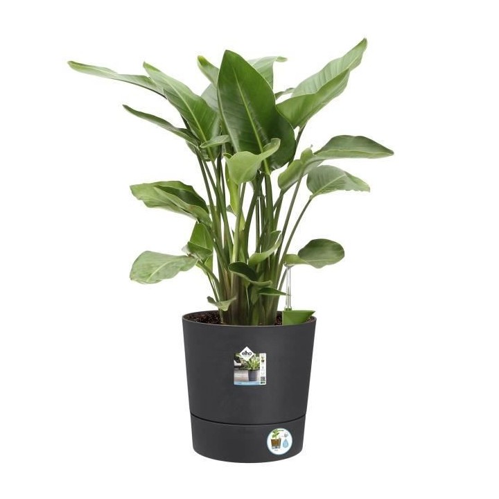 Elho Greensense Aqua Care Rond 43 - Gris - Ø 43 x H 43 cm - intérieu