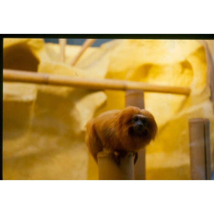 Carte postale microlorge