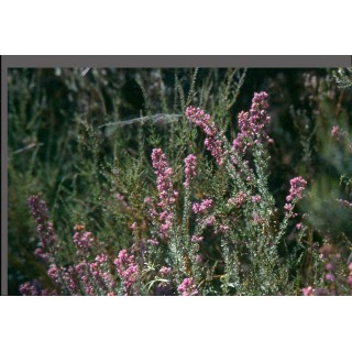 Service libre à partir de un euro pour des multi-copies ou pourboire