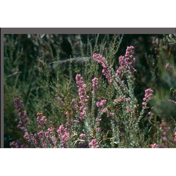 Service libre à partir de un euro pour des multi-copies ou pourboire