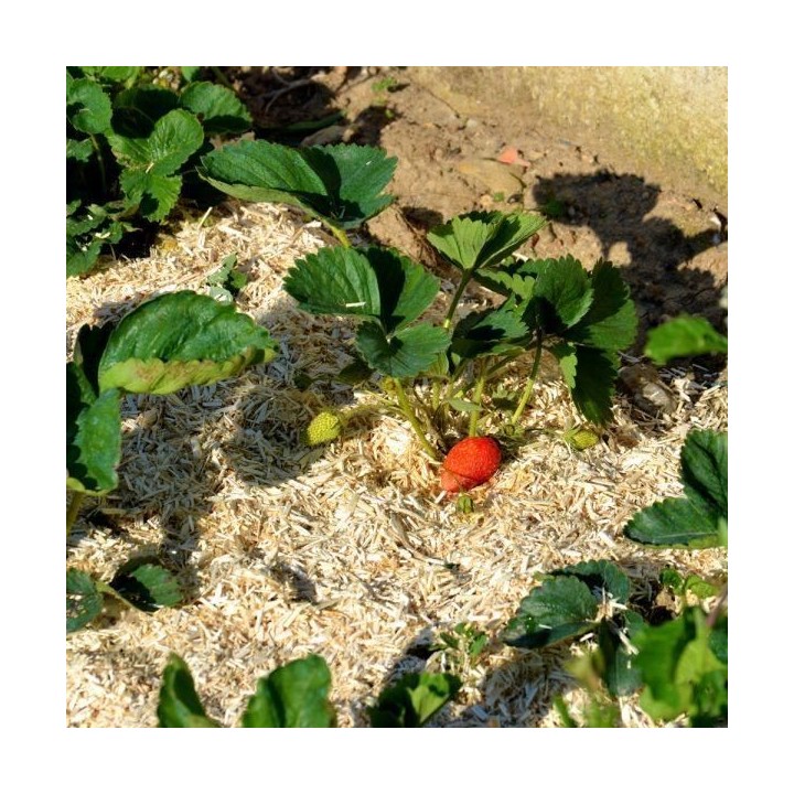 NATUREN Paille de Chanvre - 100L