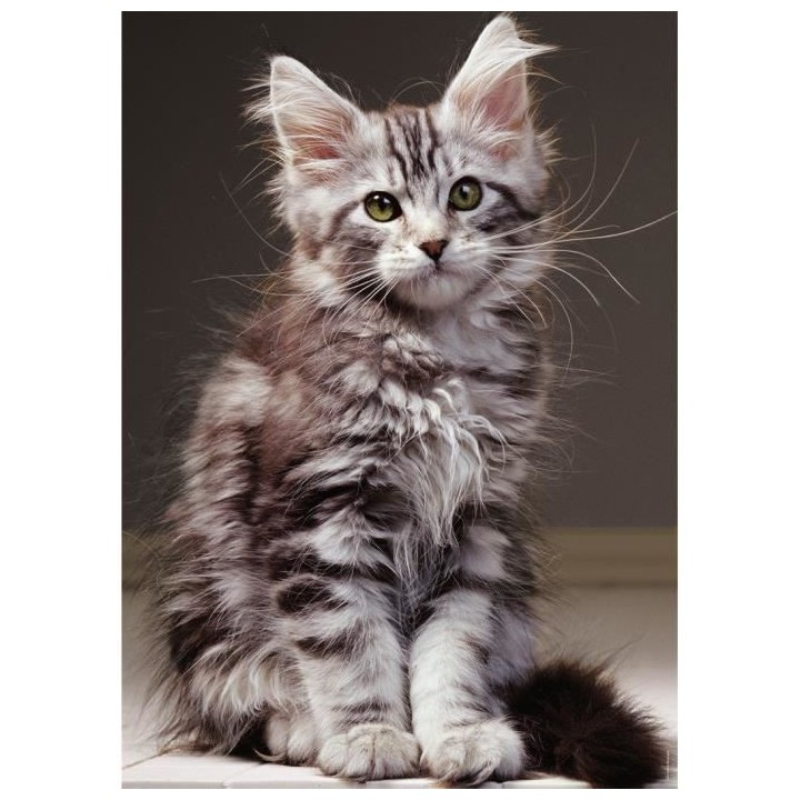 Puzzle N 1000 p - Le chaton Maine Coon